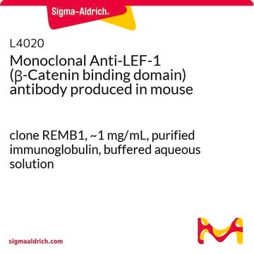 Monoclonal Anti-LEF-1 (&#946;-Catenin binding domain) antibody produced in mouse clone REMB1, ~1&#160;mg/mL, purified immunoglobulin, buffered aqueous solution