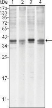 Monoclonal Anti-MCL1 antibody produced in mouse clone 8C6, purified immunoglobulin, buffered aqueous solution