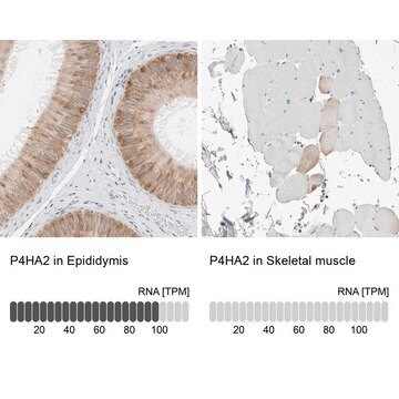 Anti-P4HA2 antibody produced in rabbit Prestige Antibodies&#174; Powered by Atlas Antibodies, affinity isolated antibody, buffered aqueous glycerol solution