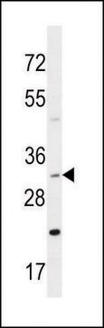 ANTI-DNAJB13 (CENTER) antibody produced in rabbit IgG fraction of antiserum, buffered aqueous solution