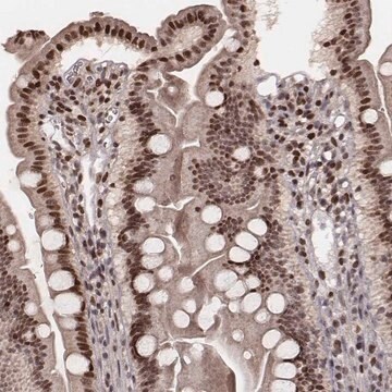 Anti-VRK3 antibody produced in rabbit Prestige Antibodies&#174; Powered by Atlas Antibodies, affinity isolated antibody