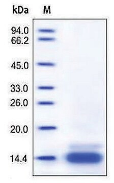 CCL6 from mouse recombinant, expressed in HEK 293 cells, &#8805;95% (SDS-PAGE)