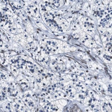 Anti-PBRM1 antibody produced in rabbit Prestige Antibodies&#174; Powered by Atlas Antibodies, affinity isolated antibody, buffered aqueous glycerol solution