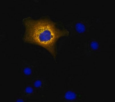 Anti-BRAP Antibody, clone 3C18 clone 3C18, from mouse