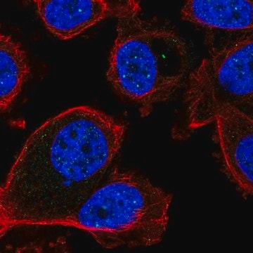 Anti-FBXL3 antibody produced in rabbit Prestige Antibodies&#174; Powered by Atlas Antibodies, affinity isolated antibody