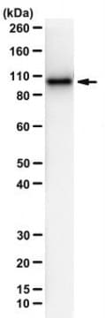 Anti-SARS-CoV-2 Antibody, RdRp NSP12 Antibody, clone 6H8-1