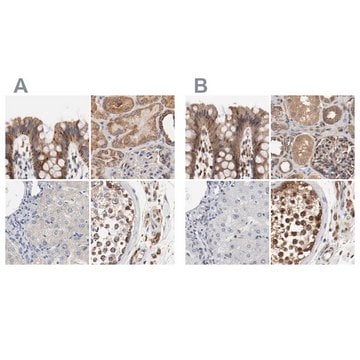 Anti-AFG3L2 antibody produced in rabbit Ab2, Prestige Antibodies&#174; Powered by Atlas Antibodies, affinity isolated antibody, buffered aqueous glycerol solution