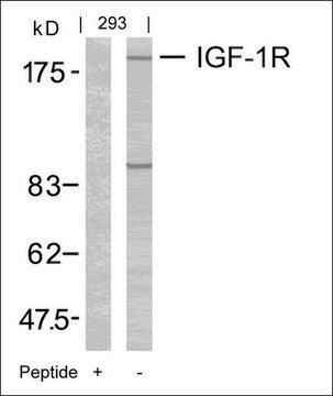 Anti-IGF1R (Ab-1165/1166) antibody produced in rabbit affinity isolated antibody