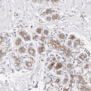 Anti-ODF2L antibody produced in rabbit Prestige Antibodies&#174; Powered by Atlas Antibodies, affinity isolated antibody, buffered aqueous glycerol solution, ab1