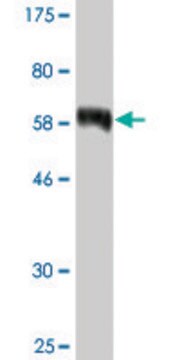 Monoclonal Anti-SDCBP2 antibody produced in mouse clone 3E8, ascites fluid