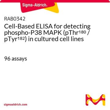 Cell-Based ELISA for detecting phospho-P38 MAPK (pThr180 / pTyr182) in cultured cell lines 96&#160;assays