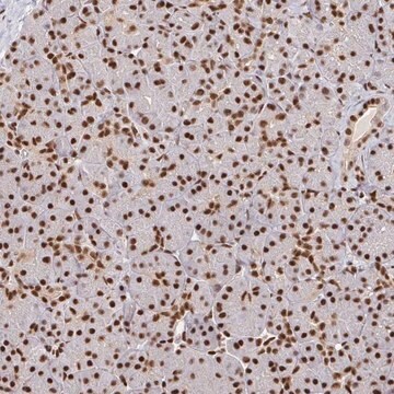 Anti-SP3 antibody produced in rabbit Prestige Antibodies&#174; Powered by Atlas Antibodies, affinity isolated antibody