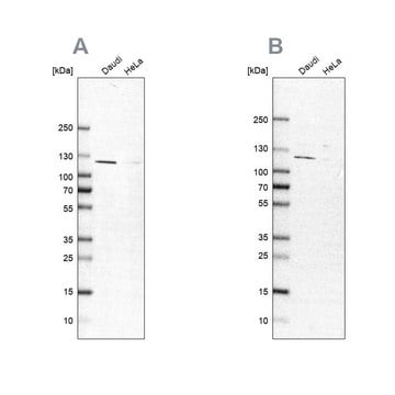 Anti-LEMD3 antibody produced in rabbit Prestige Antibodies&#174; Powered by Atlas Antibodies, affinity isolated antibody