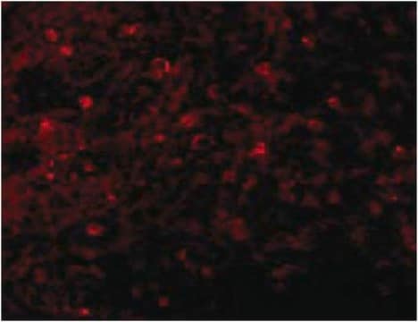 Anti-BCMA Antibody from rabbit, purified by affinity chromatography