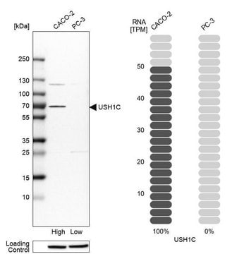 Anti-USH1C antibody produced in rabbit Prestige Antibodies&#174; Powered by Atlas Antibodies, affinity isolated antibody, buffered aqueous glycerol solution, ab1