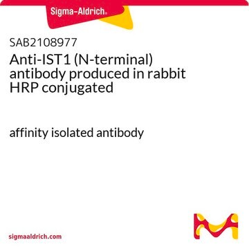 Anti-IST1 (N-terminal) antibody produced in rabbit HRP conjugated affinity isolated antibody