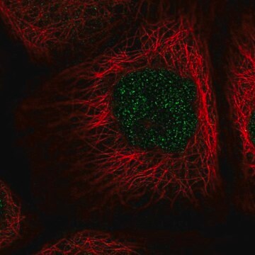 Anti-NAIF1 antibody produced in rabbit Prestige Antibodies&#174; Powered by Atlas Antibodies, affinity isolated antibody