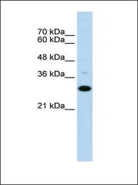 Anti-CD40 antibody produced in rabbit affinity isolated antibody