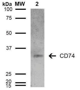 Monoclonal Anti-CD74-Horseradish Peroxidase antibody produced in mouse clone 6D9