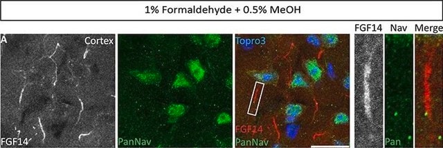 Anti-Sodium Channel, Pan antibody produced in rabbit affinity isolated antibody, lyophilized powder