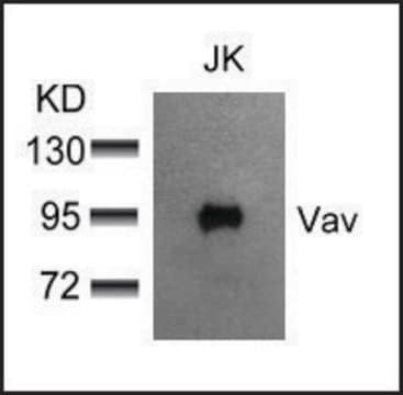 Anti-VAV1 (Ab-174) antibody produced in rabbit affinity isolated antibody