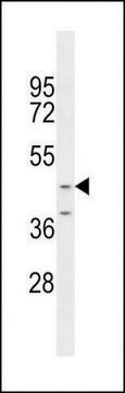 ANTI-OC90 (CENTER) antibody produced in rabbit IgG fraction of antiserum, buffered aqueous solution