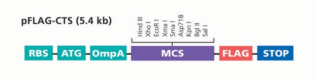 pFLAG-CTS&#8482; Expression Vector Bacterial vector for periplasmic expression of C-terminal FLAG fusion proteins