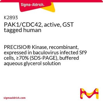 PAK1/CDC42, active, GST tagged human PRECISIO&#174; Kinase, recombinant, expressed in baculovirus infected Sf9 cells, &#8805;70% (SDS-PAGE), buffered aqueous glycerol solution