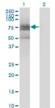 Monoclonal Anti-BMX antibody produced in mouse clone 3G3, purified immunoglobulin, buffered aqueous solution