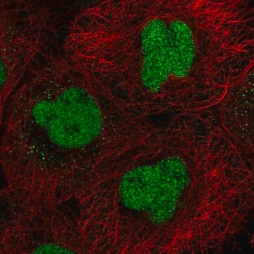 Anti-CXXC5 antibody produced in rabbit Prestige Antibodies&#174; Powered by Atlas Antibodies, affinity isolated antibody