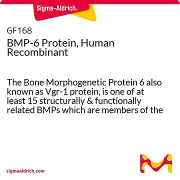 BMP-6 Protein, Human Recombinant The Bone Morphogenetic Protein 6 also known as Vgr-1 protein, is one of at least 15 structurally &amp; functionally related BMPs which are members of the TGF-&#946; superfamily.