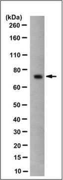 Anti-SENP1 Antibody, clone 8B6.1 culture supernatant, clone 8B6.1, from mouse