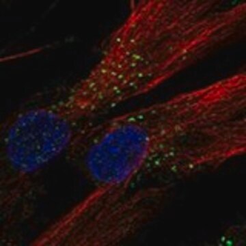 Anti-LMBRD1 antibody produced in rabbit Prestige Antibodies&#174; Powered by Atlas Antibodies, affinity isolated antibody, buffered aqueous glycerol solution