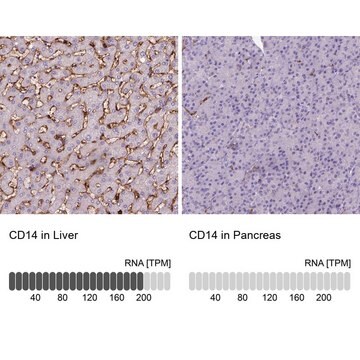 Monoclonal Anti-CD14 antibody produced in mouse Prestige Antibodies&#174; Powered by Atlas Antibodies, clone CL1637, purified immunoglobulin, buffered aqueous glycerol solution