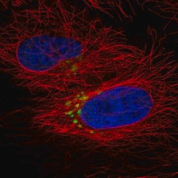 Anti-QSOX2 antibody produced in rabbit Prestige Antibodies&#174; Powered by Atlas Antibodies, affinity isolated antibody