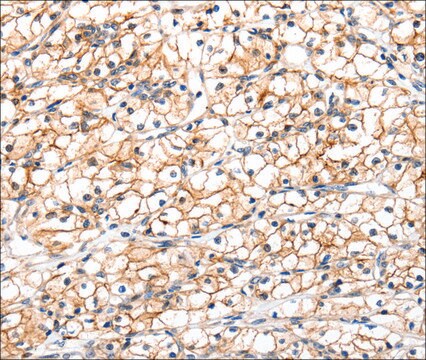 Anti-GLP1R antibody produced in rabbit affinity isolated antibody