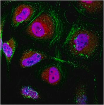 Anticorps anti-Sin3A from rabbit, purified by affinity chromatography