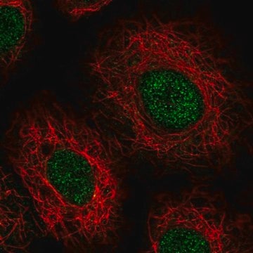 Anti-USB1 antibody produced in rabbit Prestige Antibodies&#174; Powered by Atlas Antibodies, affinity isolated antibody