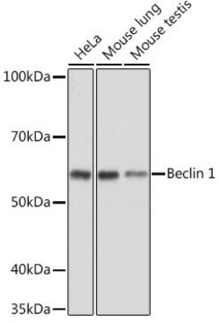 Anti- Beclin 1 antibody produced in rabbit