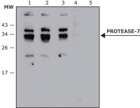 Anti- Protease-7 antibody produced in rabbit affinity isolated antibody