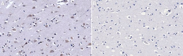 Anti-eIF2&#945; antibody produced in rabbit IgG fraction of antiserum, buffered aqueous solution