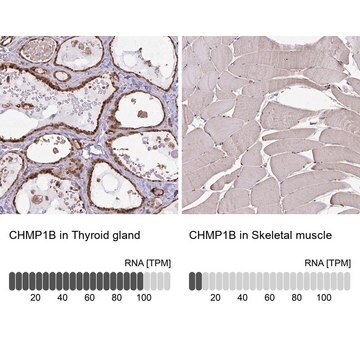 Anti-CHMP1B antibody produced in rabbit Prestige Antibodies&#174; Powered by Atlas Antibodies, affinity isolated antibody, buffered aqueous glycerol solution