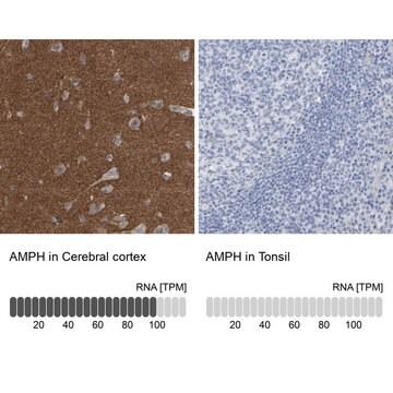 Anti-AMPH antibody produced in rabbit Prestige Antibodies&#174; Powered by Atlas Antibodies, affinity isolated antibody, buffered aqueous glycerol solution, Ab1