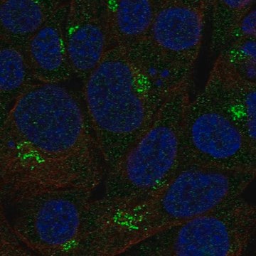 Anti-B3Galnt2 Antibody Produced In Rabbit Prestige Antibodies&#174; Powered by Atlas Antibodies, affinity isolated antibody, buffered aqueous glycerol solution