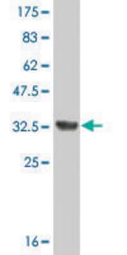 Monoclonal Anti-PRELP antibody produced in mouse clone 3H1, ascites fluid