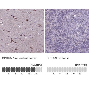 Anti-SPHKAP antibody produced in rabbit Prestige Antibodies&#174; Powered by Atlas Antibodies, affinity isolated antibody, buffered aqueous glycerol solution