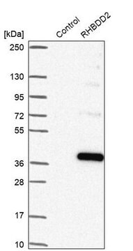 Anti-RHBDD2 antibody produced in rabbit Prestige Antibodies&#174; Powered by Atlas Antibodies, affinity isolated antibody, buffered aqueous glycerol solution