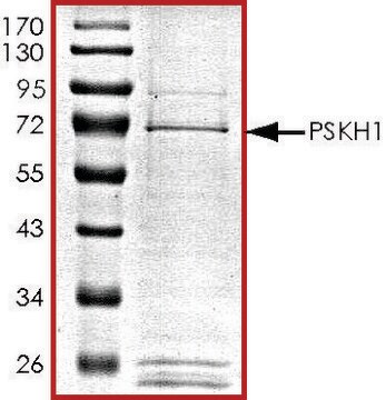 PSKH1, GST tagged human recombinant, expressed in baculovirus infected Sf9 cells, &#8805;70% (SDS-PAGE), buffered aqueous glycerol solution