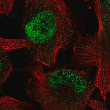 Anti-ZBTB38 antibody produced in rabbit Prestige Antibodies&#174; Powered by Atlas Antibodies, affinity isolated antibody