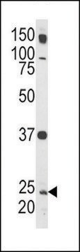 ANTI-RAB5(C-TERMINAL) antibody produced in rabbit affinity isolated antibody, buffered aqueous solution